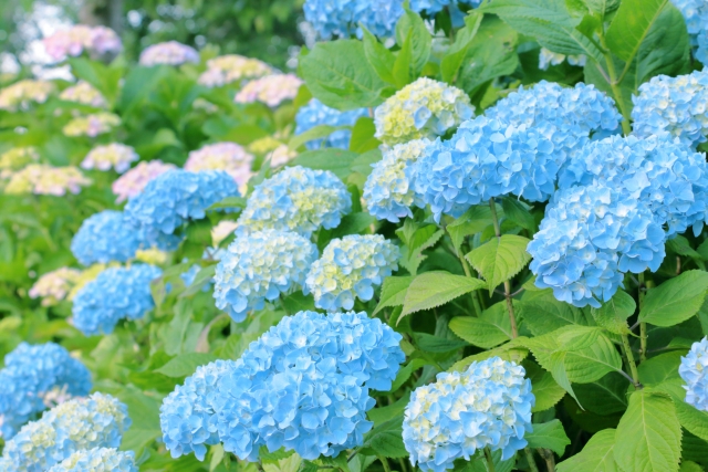 6月のイメージ画像